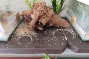 Et dire que je suis maniaque comme tout., L'évasion du siècle ?