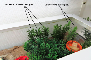 Cimes des &quot;arbres&quot; coupées net !, L'évasion du siècle ?