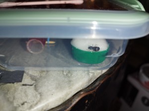 [Lasius sp.] Demande d'identification - Seine et Marne, IMG_20230626_101302.jpg