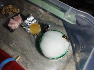 [Lasius sp.] Demande d'identification - Seine et Marne, IMG_20230626_103112.jpg