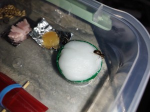 [Lasius sp.] Demande d'identification - Seine et Marne, IMG_20230626_103117.jpg