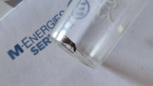 [Serviformica sp.] Demande identification n°3, IMG_20230709_095729.jpg