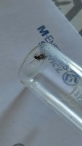 [Serviformica sp.] Demande identification n°3, IMG_20230709_095734.jpg