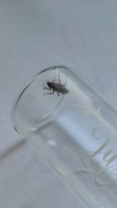 [Serviformica sp.] Demande identification n°3, IMG_20230709_095744.jpg