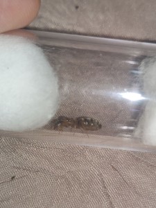 [Lasius emarginatus] Demande d'identification, photo_1_2023-07-09_18-07-26.jpg