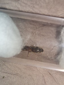 [Lasius emarginatus] Demande d'identification, photo_2_2023-07-09_18-07-26.jpg