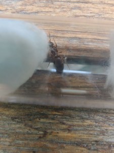 [Lasius emarginatus] Demande d'identification, photo_1_2023-07-09_18-01-22.jpg