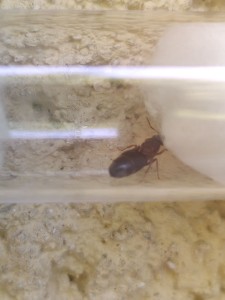 [Lasius emarginatus] Demande d'identification, photo_2_2023-07-09_18-01-22.jpg