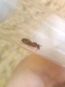[Lasius emarginatus] Demande d'identification, photo_3_2023-07-09_18-01-22.jpg