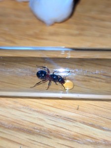 [Formica s. str] Fourmis trouvée en Suisse, IMG_20230710_002543.jpg