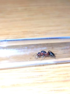 [Formica s. str] Fourmis trouvée en Suisse, IMG_20230710_004146.jpg