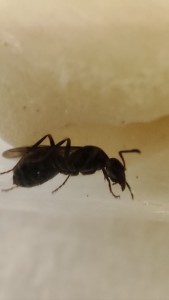 [Serviformica sp.] Demande identification n°3, IMG_20230710_052639.jpg