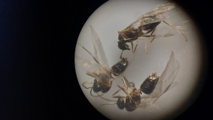 [Colobopsis truncata] Identification, 20230710_184937.jpg