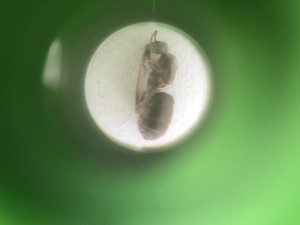 [Lasius sp. noire] Aide pour identification, IMG_2599.JPEG