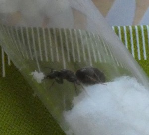 Taille gyne, [Lasius sp.] Demande d'identification d'une gyne trouvée en Ariège