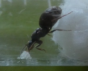 [Lasius sp.] Demande d'identification d'une gyne trouvée en Ariège, P1100421~2.JPG
