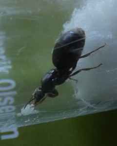 [Lasius sp.] Demande d'identification d'une gyne trouvée en Ariège, P1100435~2.JPG