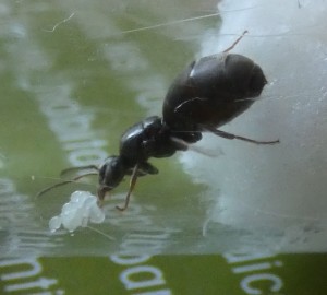 [Lasius sp.] Demande d'identification d'une gyne trouvée en Ariège, P1100432~2.JPG