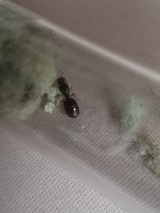 [Pheidole pallidula] Identification petite gyne venu du sud, IMG_20230722_203334.jpg
