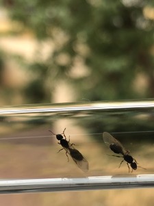 [Tetramorium sp.]Aide pour identification, IMG_2763.JPEG