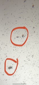Aïe … acariens ??, IMG_9237.jpeg