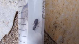 Gyne, Demande d'identification