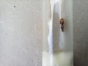 Identification d'une gyne., 20230728_193328.jpg