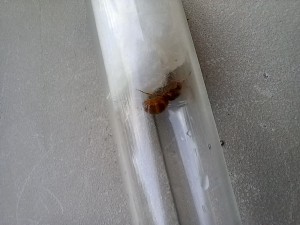 Identification d'une gyne., 20230728_193302.jpg