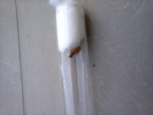 Identification d'une gyne., 20230728_193236.jpg