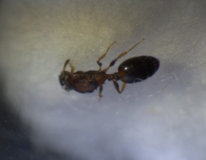 1, Identification d'une gyne, Temnothorax ?