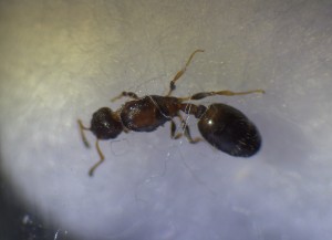 2, Identification d'une gyne, Temnothorax ?