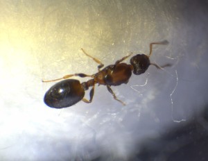 3, Identification d'une gyne, Temnothorax ?