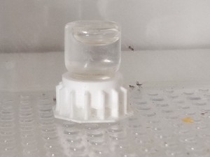 Réservoir d'eau, Mes fourmis boient l'anti-évasion ?