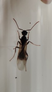 [Myrmica sp.] Demande identification n°6, IMG_20230806_163231.jpg