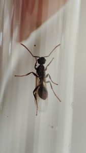 [Myrmica sp.] Demande identification n°6, IMG_20230806_163222.jpg