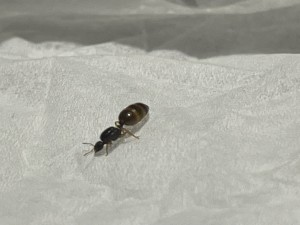 Identification gyne trouvée en Allemagne, IMG_8972.jpg