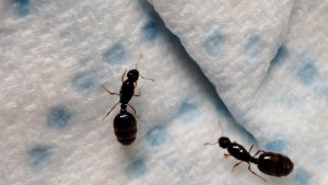 Petites gynes d'ile de France, gyne 1.jpeg