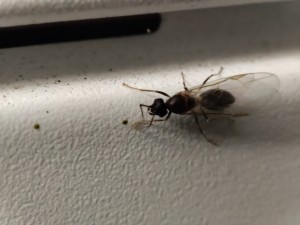 male, Identification d'une Lasius