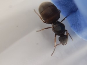 sans flash 1, Identification d'une Lasius