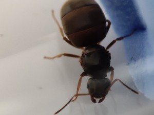 sans flash 2, Identification d'une Lasius