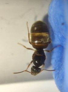 avec flash 1 - ocelle, Identification d'une Lasius