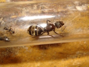 [Blog] Camponotus africaines, sanctus et sp d'Afrique de l'est, DSC06197.JPG