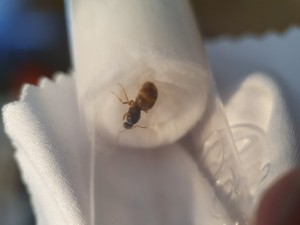 Avec macro sans zoom, Objectif Macro smartphone