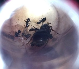 [Lasius sp.] Demande d'identification - Seine et Marne, IMG_20230820_230909.jpg