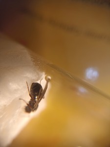 Identification gyne n°3, E.jpg