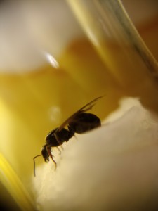 Identification gyne n°3, IMG_20230821_111734.jpg