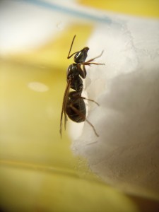 Identification gyne n°3, IMG_20230821_112119.jpg