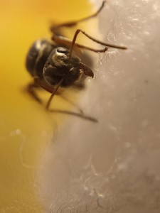 Identification gyne n°3, IMG_20230821_115527.jpg