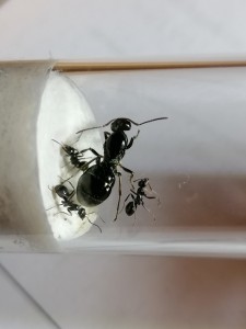 Formica gagates, Identification gyne n°3