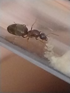 Lasius sp, pas de cocon., IMG-20230822-WA0002.jpg